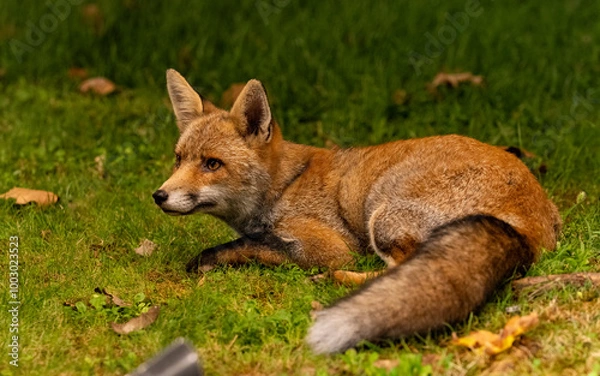 Obraz lying fox waiting for food