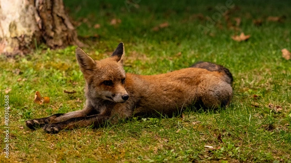 Obraz relaxed fox