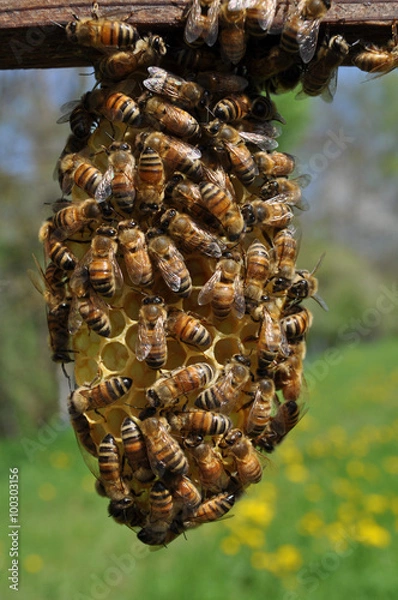 Fototapeta api su favo