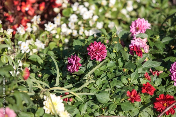 Obraz flowers in the garden