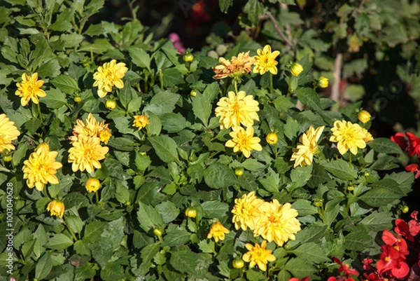 Obraz yellow flowers in the garden