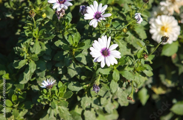 Obraz white flowers in the garden