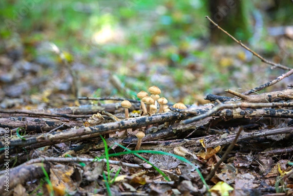 Obraz mushrooms in the forest