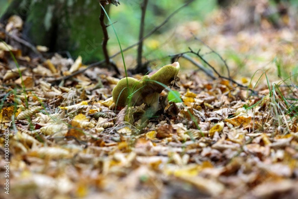 Obraz mushrooms in the forest