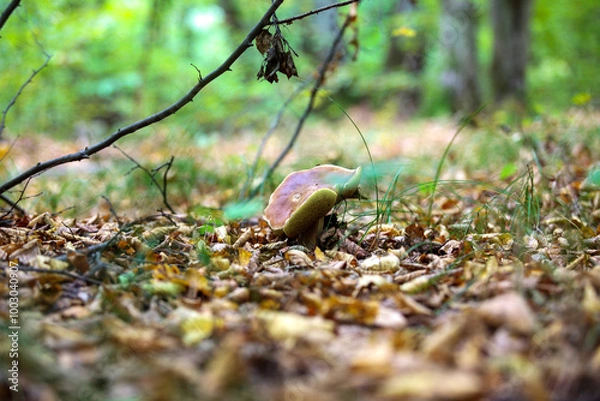 Obraz mushrooms in the forest