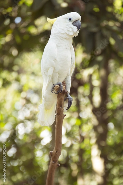 Obraz White Cockatoo