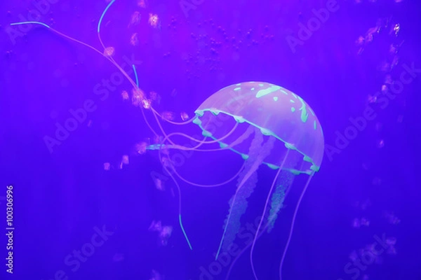 Obraz Jellyfish