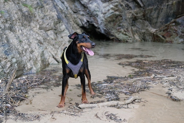 Fototapeta Dobermann at Tregirls Beach Padstow Cornwall UK Last day of September secluded beach at the mouth of the Camel Estuary