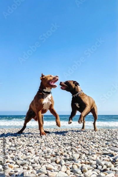 Fototapeta Two energetic pit bull mix dogs play on a pebbled beach, with the ocean waves behind them and clear blue skies above, capturing the joy of a fun-filled day outdoors. Generative AI