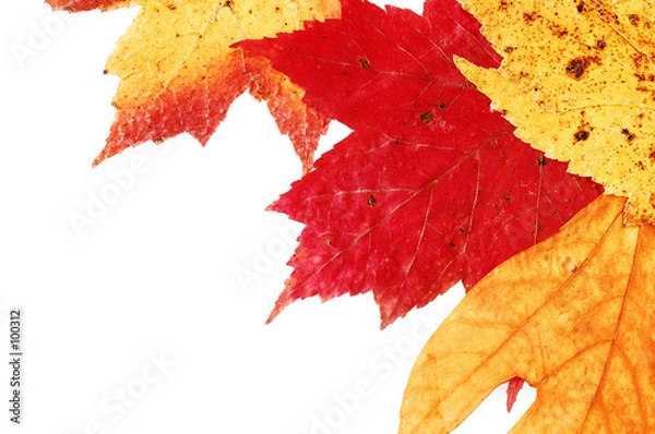 Fototapeta fall leaves