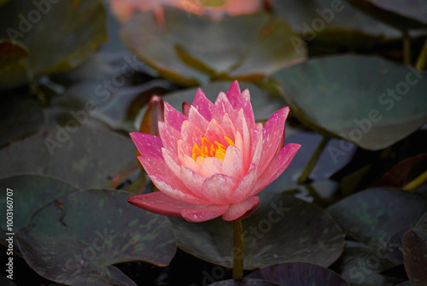 Obraz pink water lily