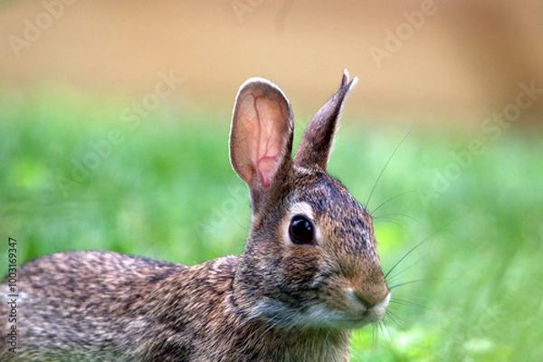 Obraz rabbit in the grass