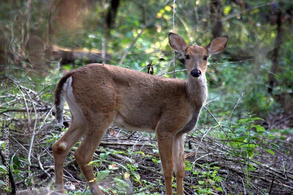 Obraz Fawn