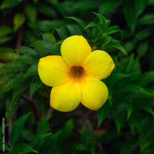 Obraz yellow flower