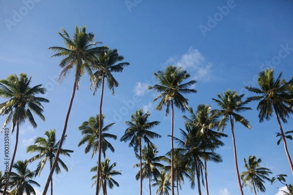 Obraz Coconut palm trees against the blue cloudy sky