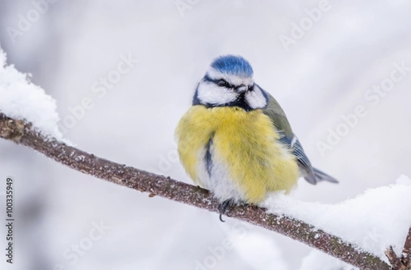 Obraz Blue tit