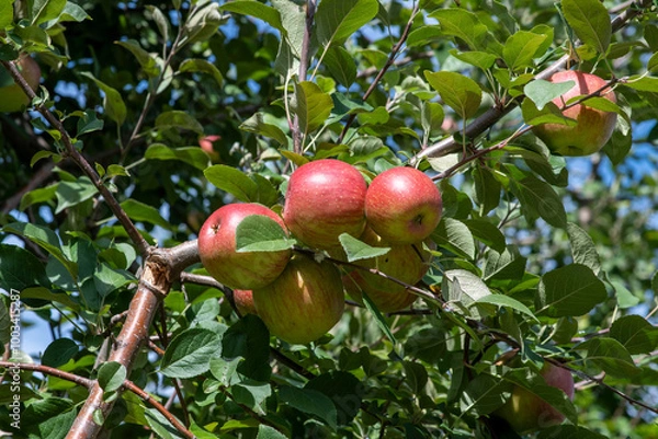 Obraz Closeup of apples in orchard farm on a sunny day