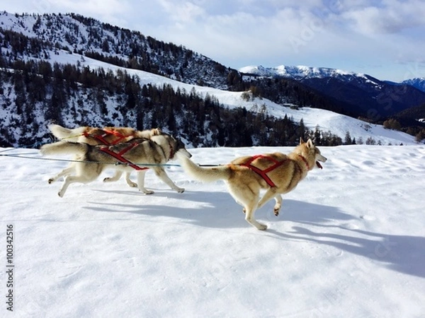 Obraz cani con slitta