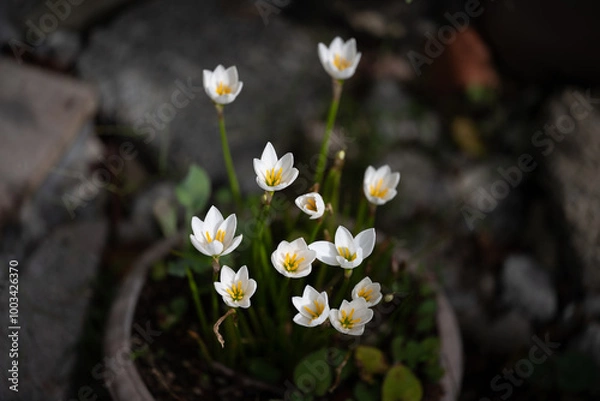 Obraz white tiny flowers
