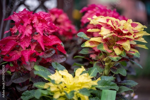 Obraz red and yellow flowers
