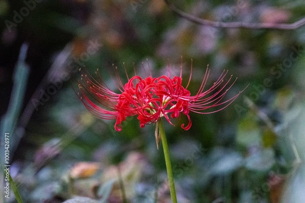 Obraz red flower