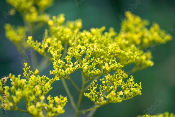 Obraz yellow flowers in spring