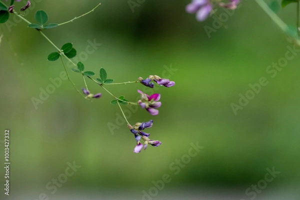 Obraz bee on a flower