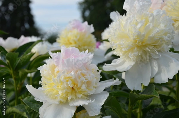 Fototapeta Beautiful peonies in the garden 