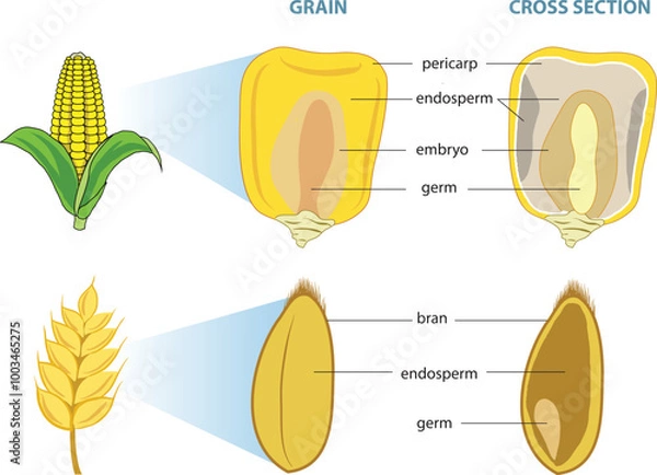 Fototapeta illustration of whole grains cross section