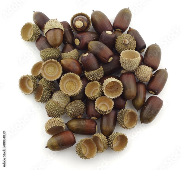 Obraz Bellotas maduras apiladas