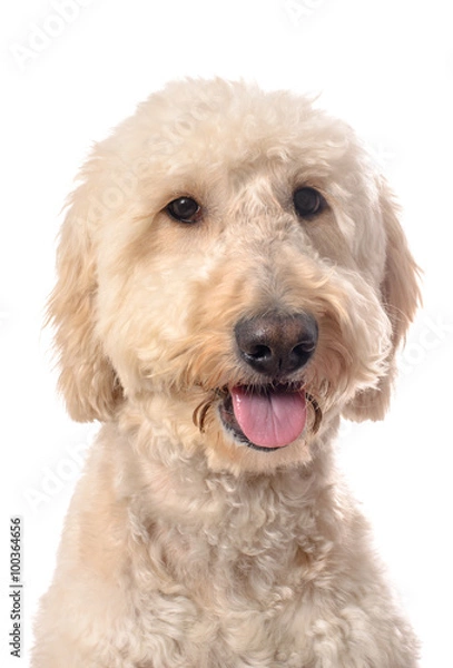Obraz Smiling Goldendoodle