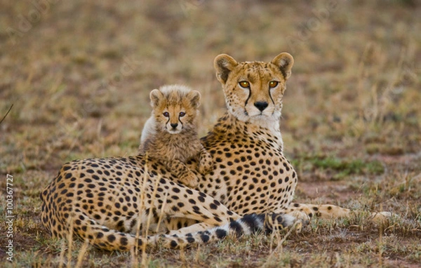 Obraz Mother Cheetah i jej młode w Savannah. Kenia. Tanzania. Afryka. Park Narodowy. Serengeti. Maasai Mara. Doskonała ilustracja.