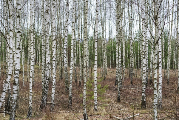 Fototapeta Birch forest