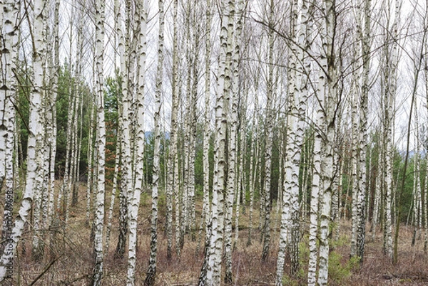 Fototapeta Birch forest