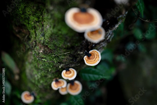 Obraz close up of little mushroom growing on the rotten wood full of moss, foreground and background out of focus in purpose, in New Taipei City, Taiwan.