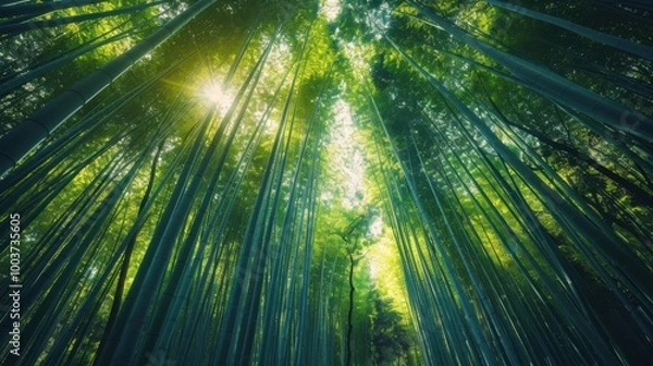 Fototapeta Tranquil Bamboo Forest with Sunlight Filtering Through