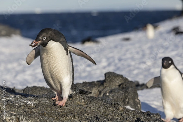 Fototapeta Adélie Penguin.