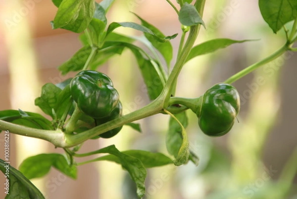 Fototapeta パプリカの実