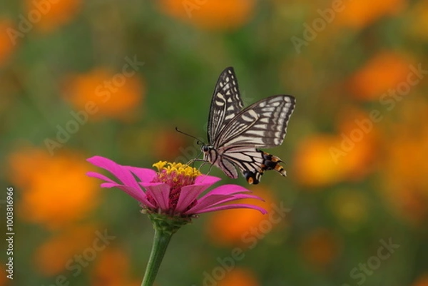 Fototapeta ジニアの蜜を吸うナミアゲハ