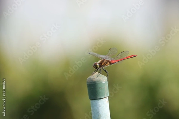 Fototapeta 赤トンボ