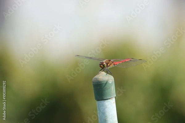 Fototapeta 赤トンボ