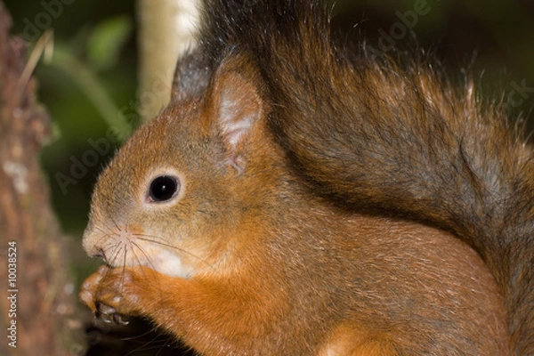 Fototapeta Squirrel