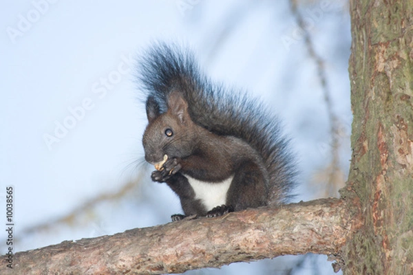 Fototapeta Squirrel