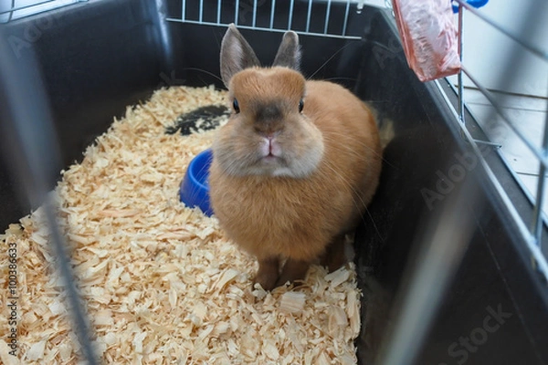 Fototapeta Little funny brown rabbit close-up in the cage