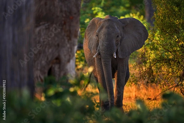 Fototapeta Elephant sunset. Elephant feeding tree branch. Khwai river forest with elephants, Botswana. Elephant in Africa. Big animal in the old forest. evening light, sun set. Magic wildlife scene in. Dark day
