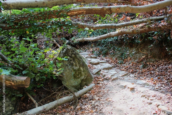 Fototapeta The path of the centaurs (after Cyclone Daniel) Portaria Pelion Greece