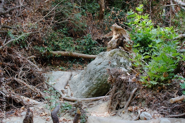 Fototapeta The path of the centaurs (after Cyclone Daniel) Portaria Pelion Greece