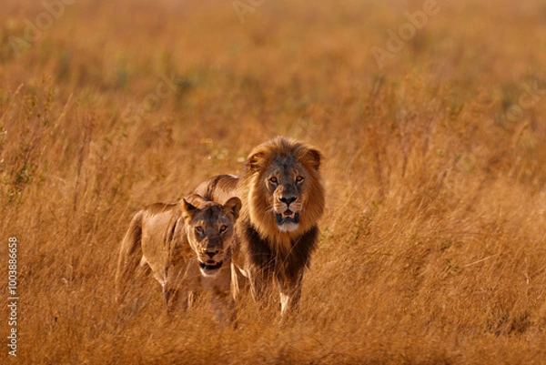 Fototapeta Lion in golden grass in Okavango delta, Botswana. Safari in Africa. African lion in savanna , with beautiful evening light. Wildlife scene from nature. Animal in Africa.