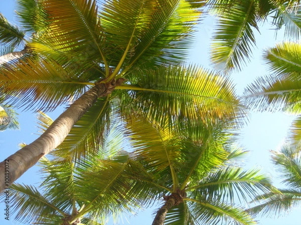 Fototapeta PALM TREE CANOPY
