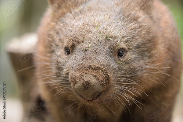 Fototapeta Closeup about an Australian common wombat